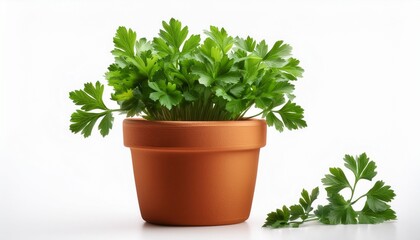Naklejka premium parsley plant in a terracotta pot isolated on white or white background
