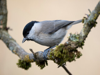 Sumpfmeise, Marsh tit, Poecile palustris © Lothar Lenz