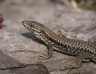 Naklejka premium Mauereidechse Moseltal, Podarcis muralis