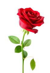A single red rose with green leaves stands alone in a white space.