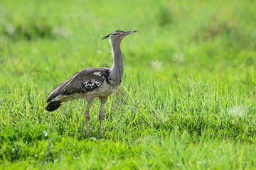 Fototapeta premium A Kori Bustard strides through lush green grass, its large size and speckled plumage standing out in the open field