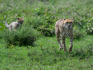 Cheetah walking through green grass with a cub emerging behind © FotoRequest