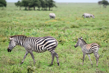 Obraz premium Plains Zebra Mare and Foal Grazing in African Savanna