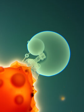 Human embryonic morula stage under microscope. Fertilized egg, Morula stage. Human embryonic development.
