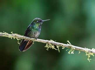 Obraz premium Tourmaline Sunangel Hummingbird Perched on Mossy Branch in Tropical Forest