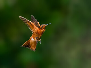 Fototapeta premium Shining Sunbeam Hummingbird Hovering Against Blurred Green Background