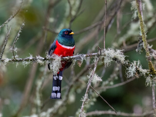 Obraz premium Male Masked Trogon Perched on Lichen Branch in Cloud Forest