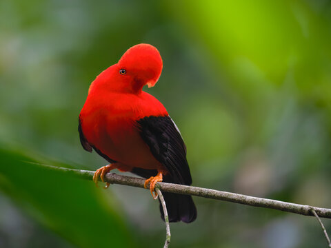 Male Andean Cock-of-the-rock Perched on Branch in Rainforest