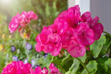 Richly blooming geranium flowers on the windows