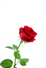 Fototapeta premium A single red rose with green leaves stands alone in a neutral setting