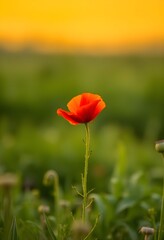 Naklejka premium A vibrant red poppy stands alone in a lush green field at sunset.