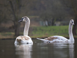 Fototapeta premium Höckerschwan (Cygnus olor)