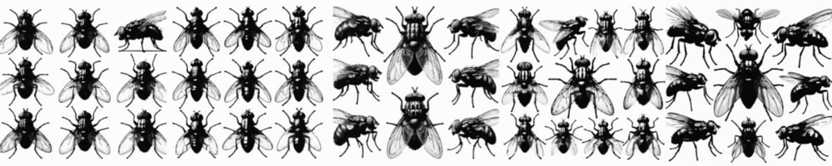 Vector set image silhouette of fly © FirdianKrisna