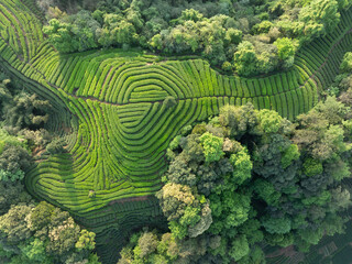 Fototapeta premium Aerial view of beautiful tea crop terrace landscape in China