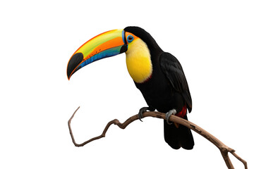 Fototapeta premium Vibrant toucan bird with large colorful beak perched on a branch, tropical wildlife fauna, transparent background