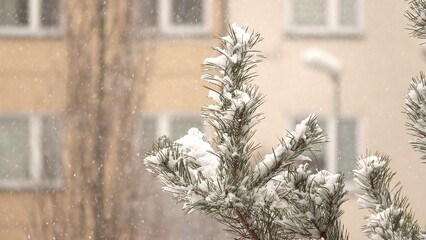 Ośnieżone igły sosny w parku. Zima w przyrodzie. Śnieg na drzewach. © tomo81