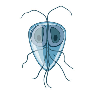 Giardia intestinalis protozoan parasite causes giardiasis, an intestinal infection affecting humans and animals, living in contaminated water and food sources