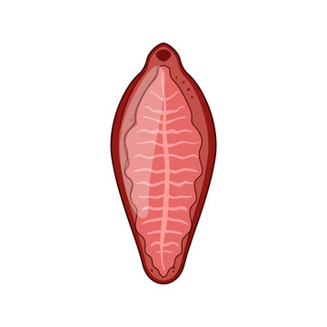 Parasite structure presenting internal anatomy of a fluke, illustrating biological characteristics of a parasitic organism in medical and educational contexts