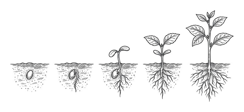 Plant growth stages from seed to sprout in a hand-drawn vintage engraving style illustration showing the life cycle of germination with roots developing in the soil