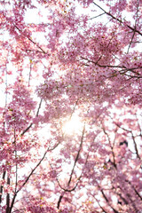 Fototapeta premium Sunlight shines through delicate pink cherry blossoms on branches