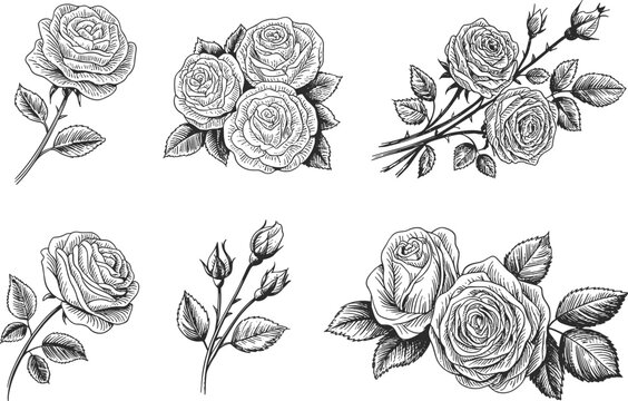 Vintage rose flower sketch collection, hand drawn botanical rosebud elements, romantic floral bouquet, woodcut style rose vector design