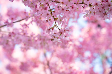 A close up of delicate pink cherry blossoms in bloom with a bee collecting nectar © AS_SleepingPanda