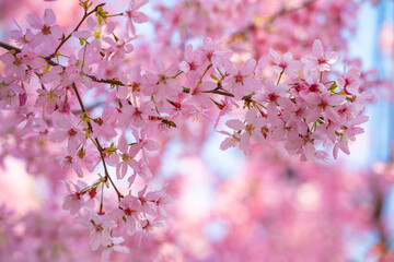 A delicate branch of pink cherry blossoms blooms with a bee collecting nectar on a bright spring day © AS_SleepingPanda