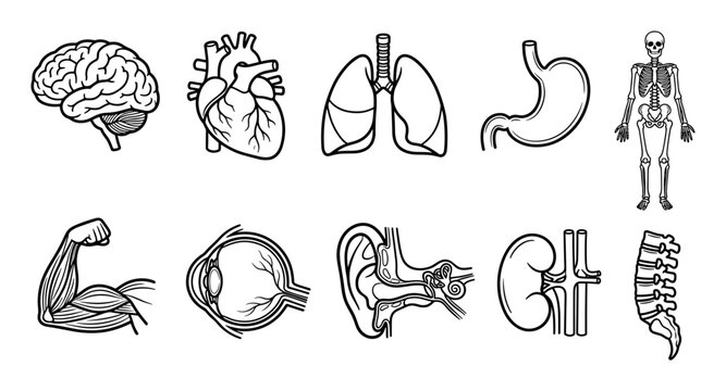 Human anatomy and internal organs icon set with brain, heart, lungs, stomach, skeleton, muscle, eye, ear, kidney, and spine presented in a minimalist black line art schematic style