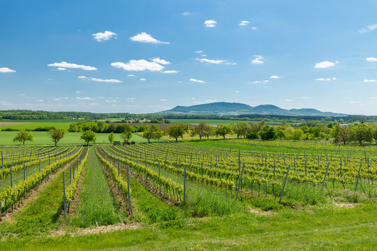 Vineyard rows in Ivan, South Moravia with Palava hills