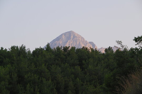 Rocky mountain peak behind a dense pine forest at sunset