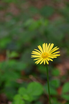 A single yellow flower in a forest