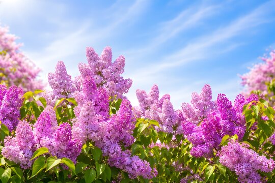 Vibrant lilac bush in full bloom on a sunny spring day, nature background.

