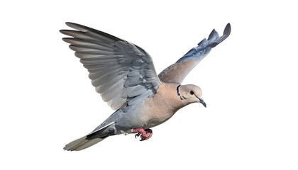 Obraz premium A bird, dove-like, soars in mid-air, wings spread, exhibiting feathers of gray, tan, and pink, isolated on white background