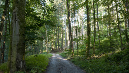 Obraz premium Sunlit winding forest pathway through dense temperate woodland landscape