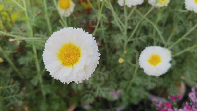 Close-up orbiting view of Chrysanthemum coronarium flowers with delicate white layered petals and bright yellow centers surrounded by green foliage.