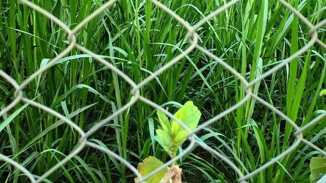 Fresh green grass and plants behind a metal chain link fence.