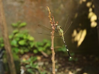 Close-up shot of a green tiger skimmer dragonfly (Orthetrum sabina) resting on a thin brown branch