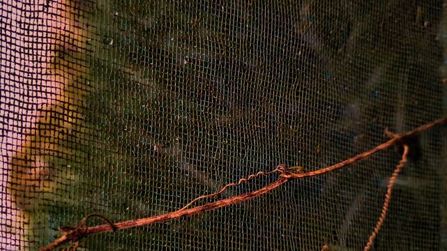 Close-up of a dark fine mesh screen with a thin branch in front.
