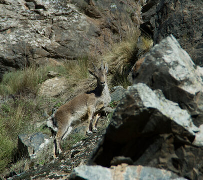 Alpujarras
