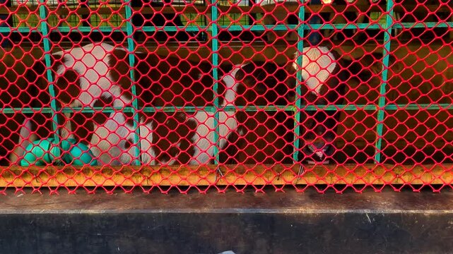 Black and white cows behind a colorful mesh fence in a farm.