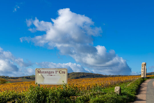 Maranges Premier Cru vineyard in Bourgogne Franche Comte during autumn