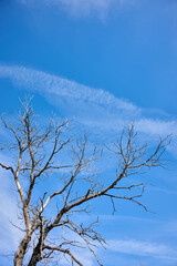 Leafless tree and blue sky with white clouds