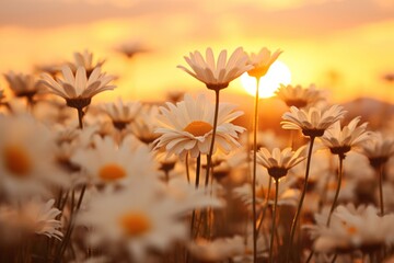 Obraz premium Field of daisies daisy flowers nature.