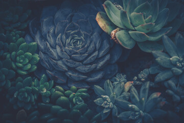 Obraz premium Vintage Succulent Arrangement