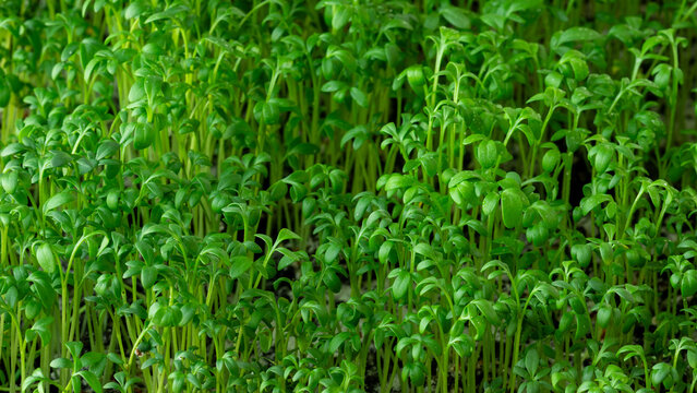 Growing sprouts at home. Garden cress sprouts, also known as pepperwort or pepper grass (Lepidium sativum) - a fast-growing edible herb. 