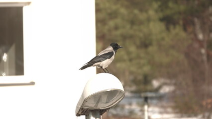 Kawka stojąca na lampie ulicznej w słoneczny zimowy dzień. © tomo81