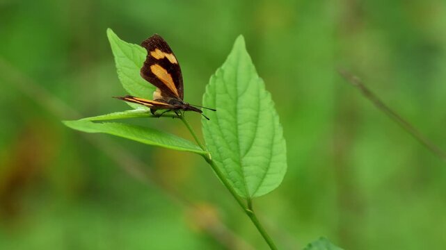 Close up video of a club beak butterfly libythea myrrha carefully laying eggs on fresh celtis species leaves during daytime in natural habitat of himachal pradesh india.