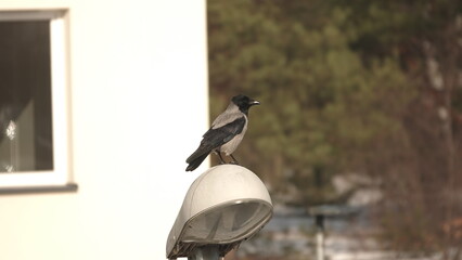 Kawka stojąca na lampie ulicznej w słoneczny zimowy dzień. © tomo81