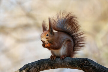 Close-up of an adult red squirrel in its fluffy winter coat, perched on a branch while nibbling on a walnut piece. Set against a soft, pale green backdrop on a bright, sunny spring day.