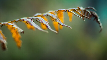 Macro de feuilles de fougère flétries, en automne